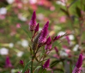 2022 09 12 LongFellowGardens 064